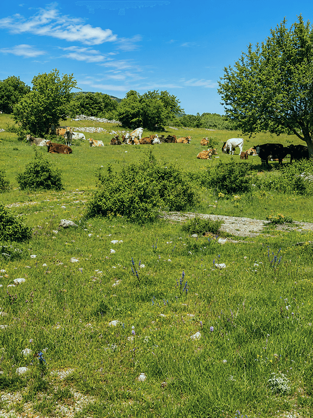 Kamešnica 2